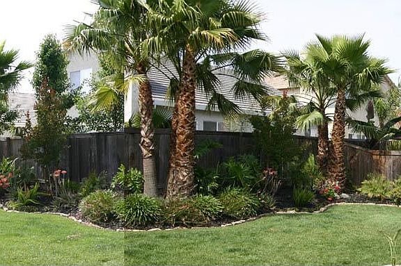 Back yard 2007