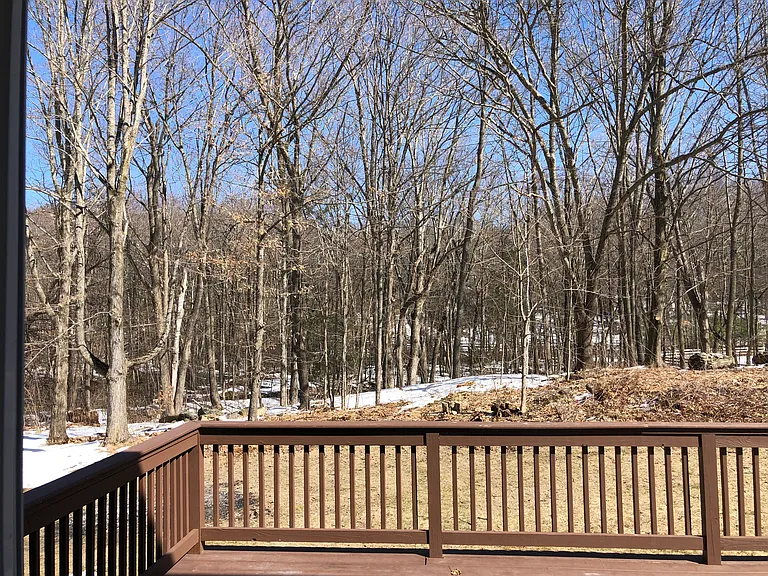 Back yard wooded view