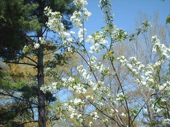 flowering shrubs