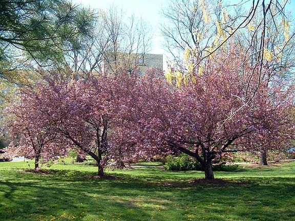 Spring in bloom at RT