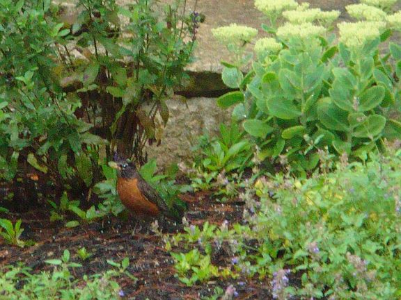 Beautiful Perennial Gardens
