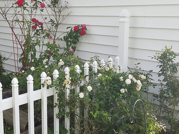 Rose bushes