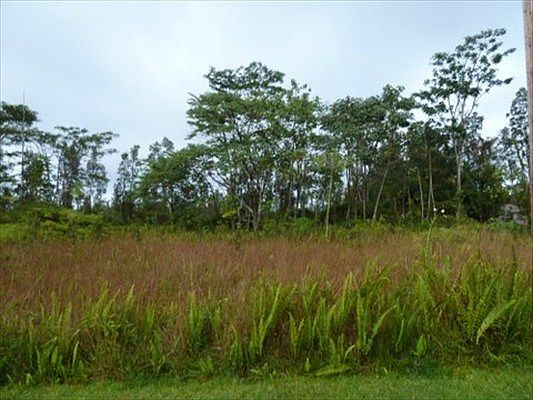 2nd image of Hibiscus Dr Lot 49