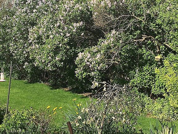 Privacy galore and lilacs