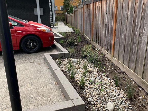 Rain garden, NO weed killers are ever used on this property