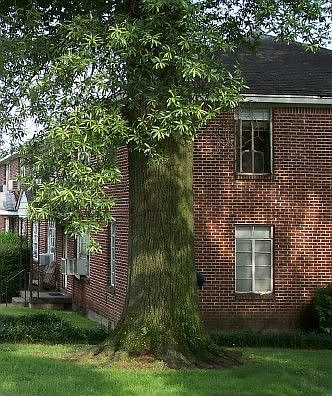 Side facing Flint Street