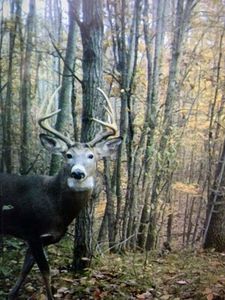 125th Ave, Stanwood, MI, 49346