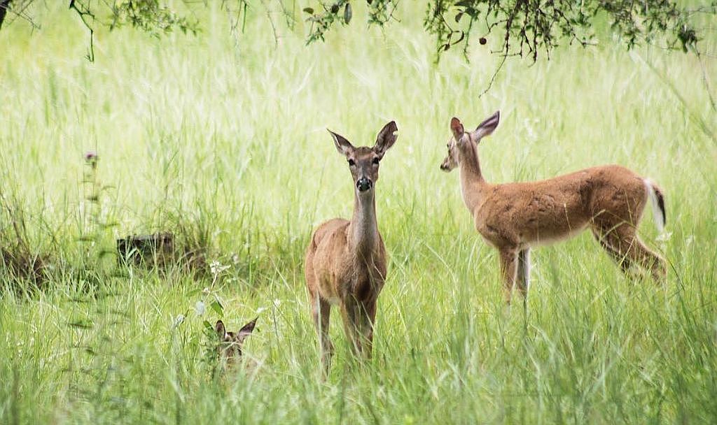 380 Cimarron Dr, Floresville, TX 78114 Zillow