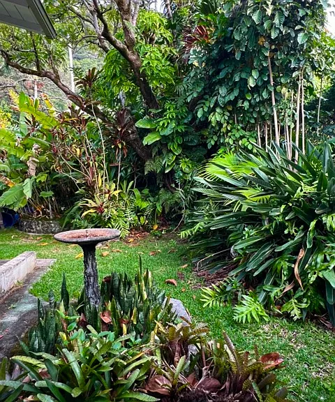Manoa Rd — Photo 20