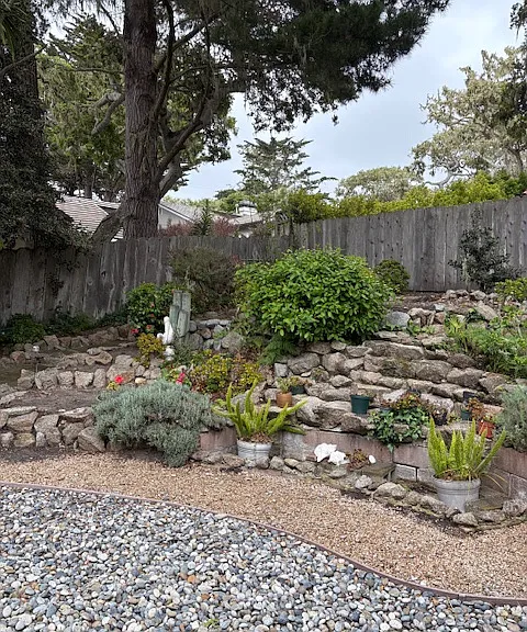 Backyard plants.
