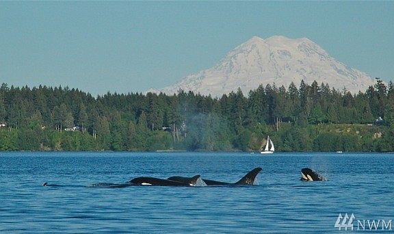 Orcas' annual visit