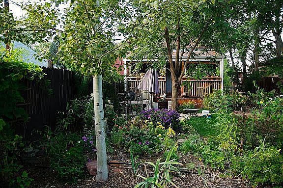yard in the summer