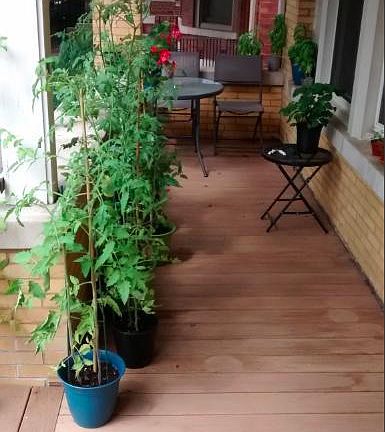 2nd image of 1214 W Cornelia Ave #1