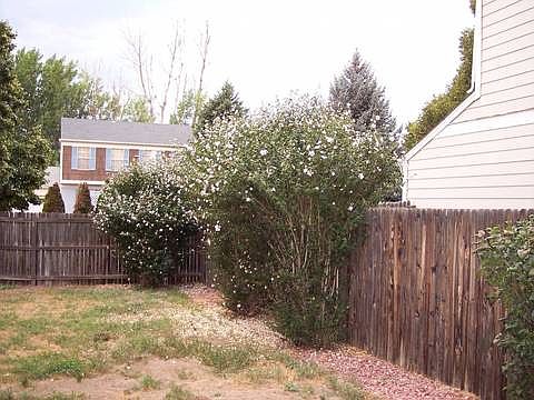 Nice Yard Just Needs Attention