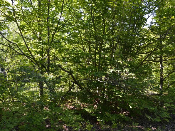 Off Elder Rd, Mancelona, MI 49659