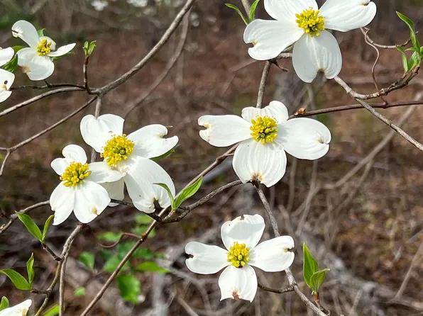 0 White Pond Rd, Williston, SC 29853