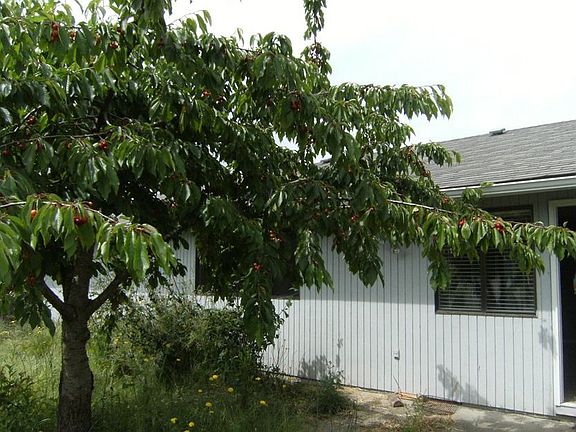 Big back yard with mature cherry tree