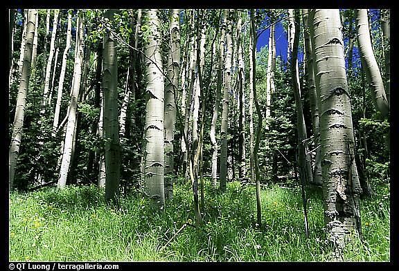 60' aspen and spruce