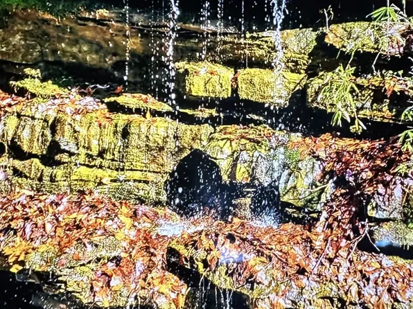 2024 Powdermill Hill Rd, Lawrenceburg, TN 38464