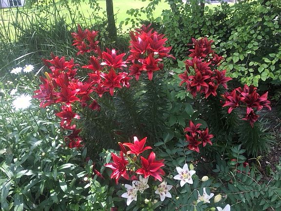 Flower Garden