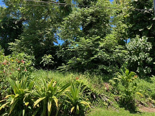 1st image of Opihi St Lot 4
