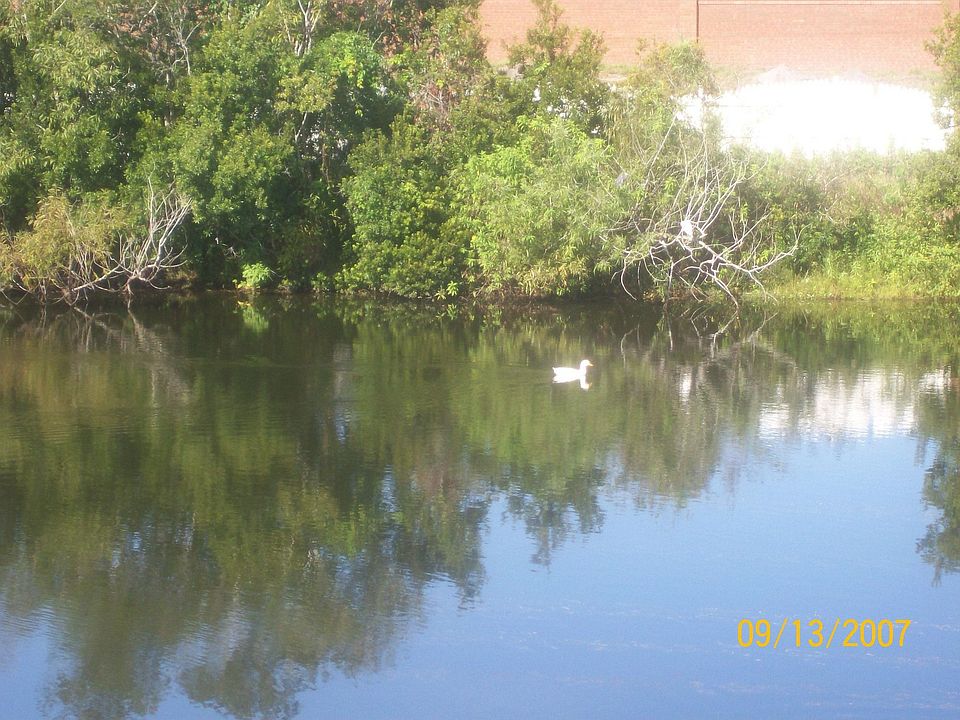 ducks of the pond