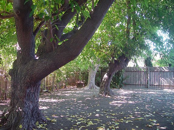 Huge, shady backyard!