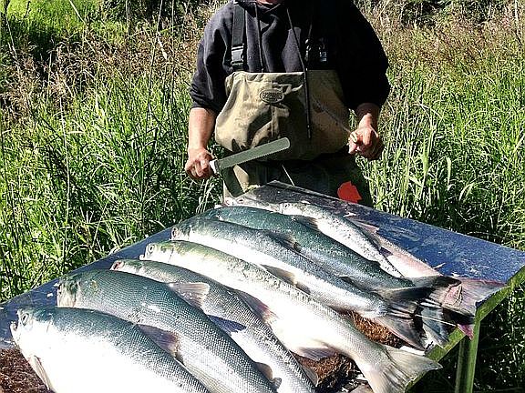 Sockeye from the bank. 