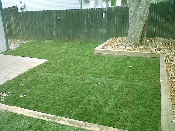 Fenced back yard