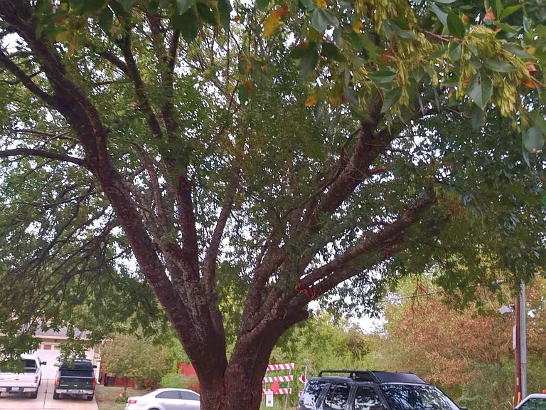 Front yard offers a large shade tree, and off-street shared parking on driveway and under covered carport. Beyond the end of the street is Texas Parks and Wildlife-owned land with woods.