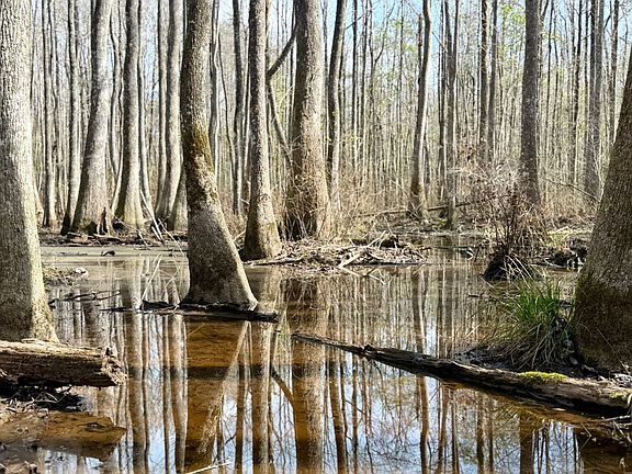 5th image of 0 Hammock Rd