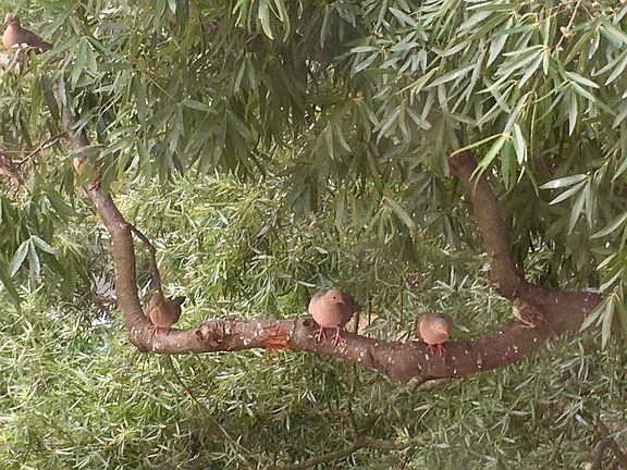 Seriously. These guys are right outside your living room window.