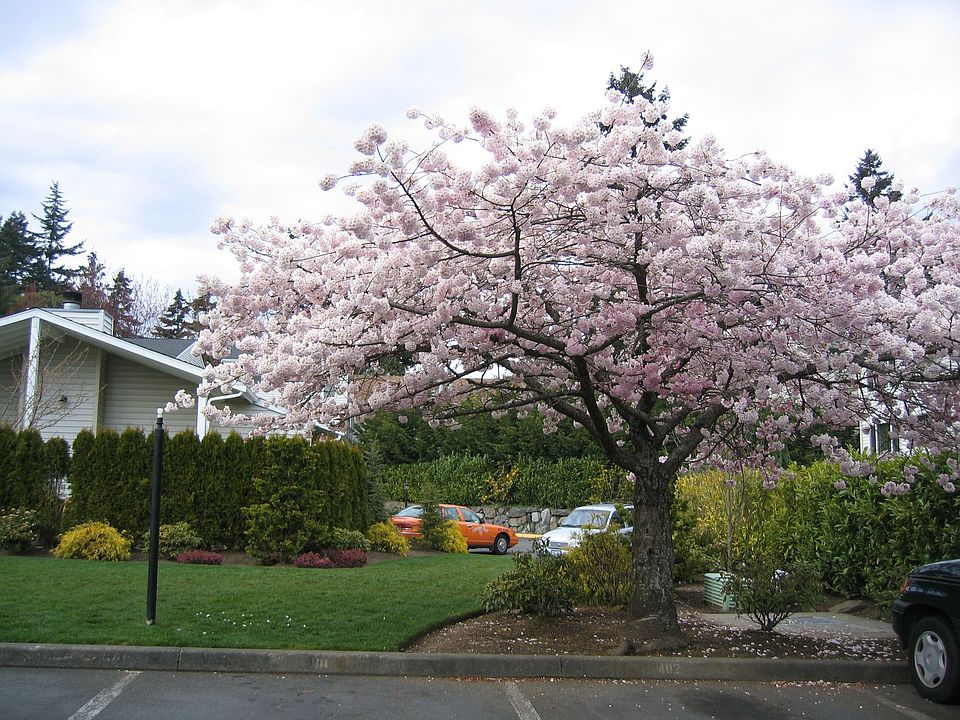 2nd image of 20301 19th Ave NE APT 521