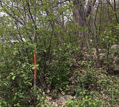 Boundary Marker- Left corner