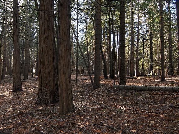 5th image of 680 Sugar Pine Rd