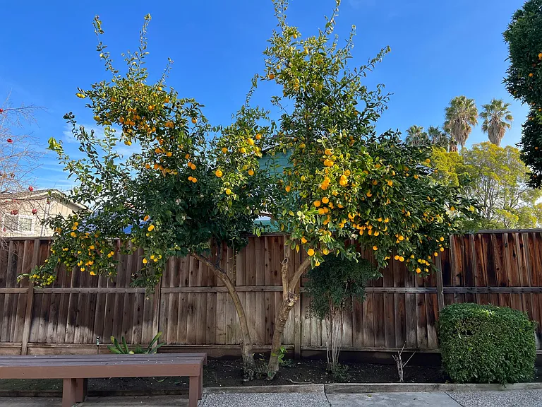 3792 Thousand Oaks Dr — Photo 8