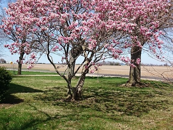 Magnolia tree in front yard