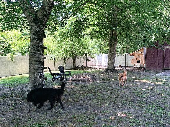 Backyard - spring