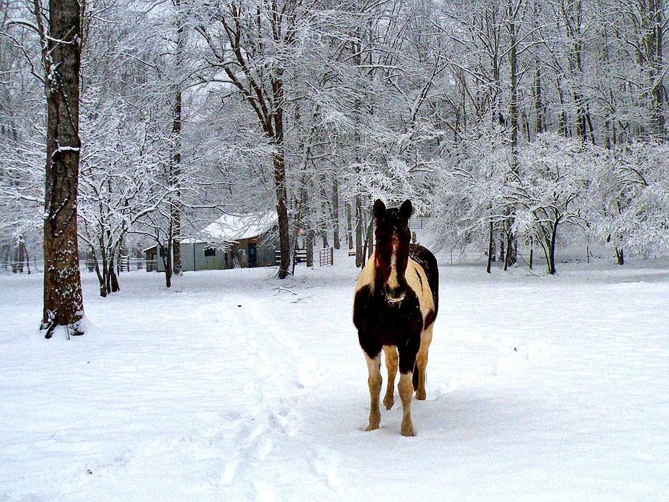 Pasture & barn