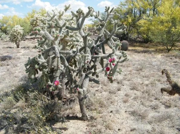 15061 W Many Horses Rd, Tucson, AZ 85736