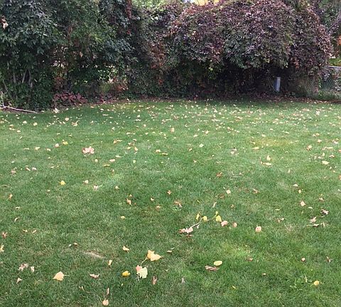 Relaxing backyard