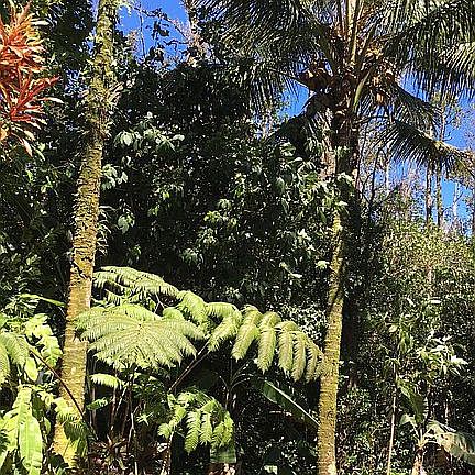 Lawn, coconut trees etc.
