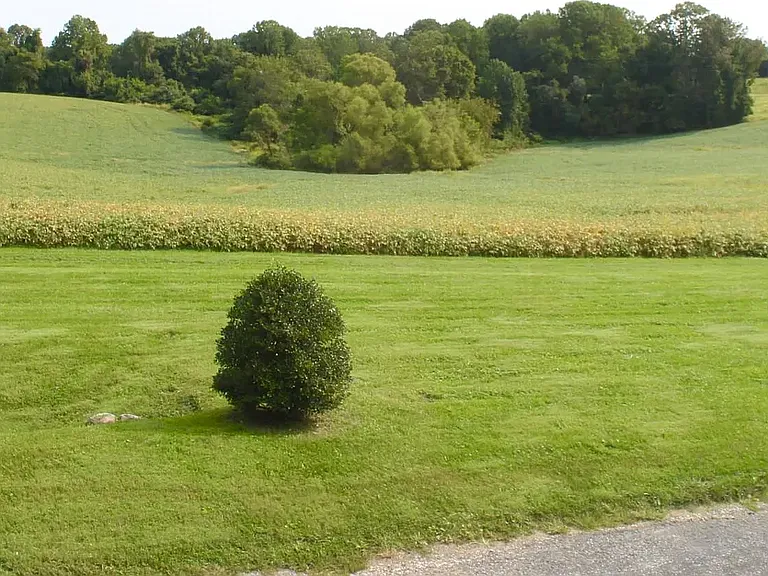 Front Grass Area