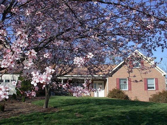 Blossoms & porch-April 2008