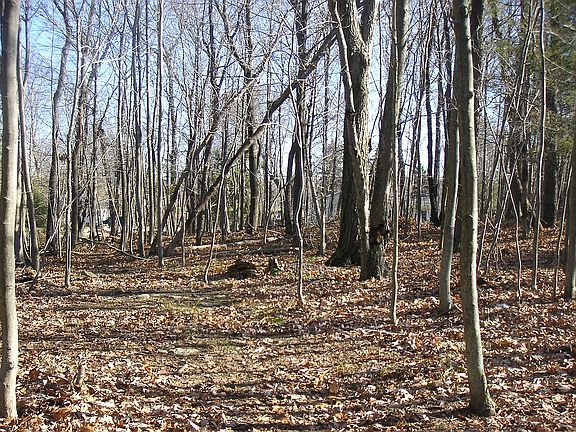 Another view of the land