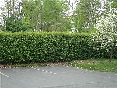 5th image of 105 Dennis Dr