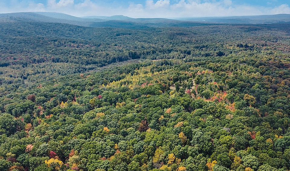 88+ Acres of Mature Woods