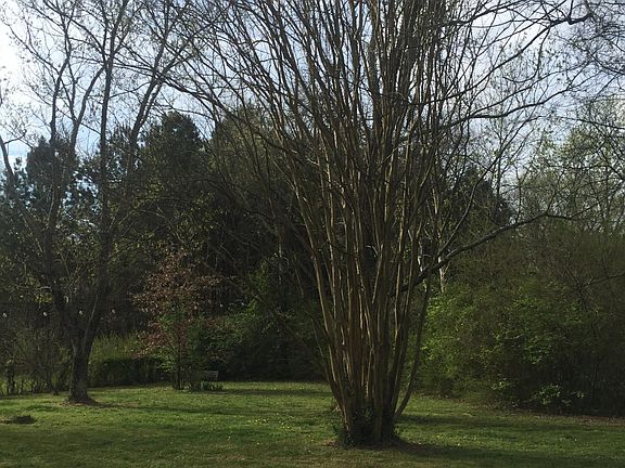 Backs up to Shelby Park