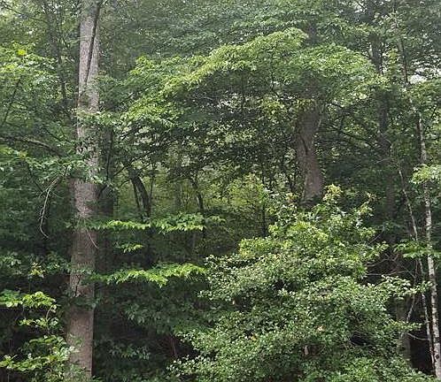 3rd image of 26 Shady Oaks Dr Lot 26