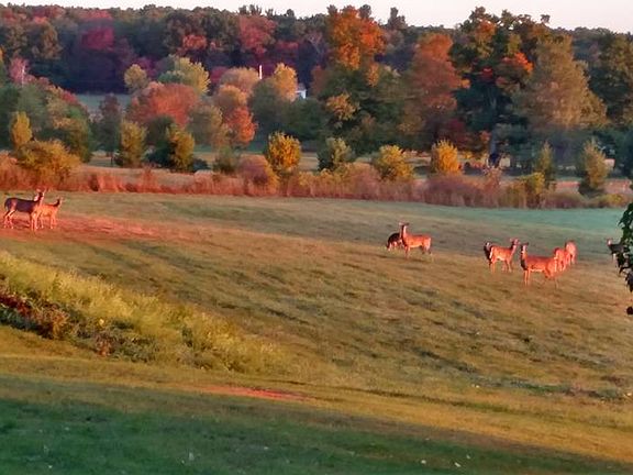 early morning visitors